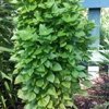 Citriodoro Greek Columnar Basil